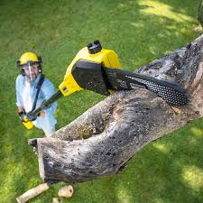  Bagdad, AZ Tree Removal Services Pros